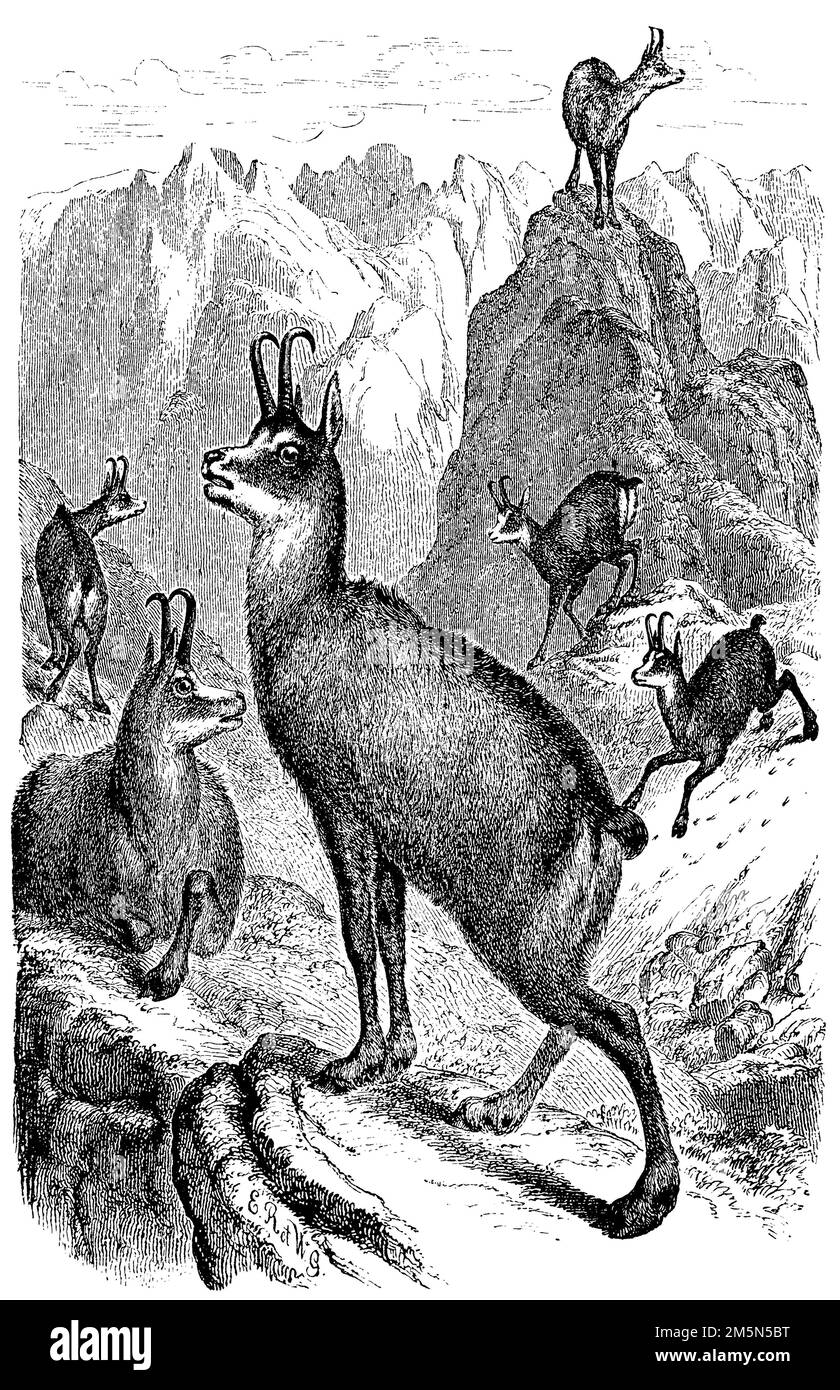 chamois, Rupicapra rupicapra,  (encyclopedia, 1893), Gämse, chamois Stock Photo