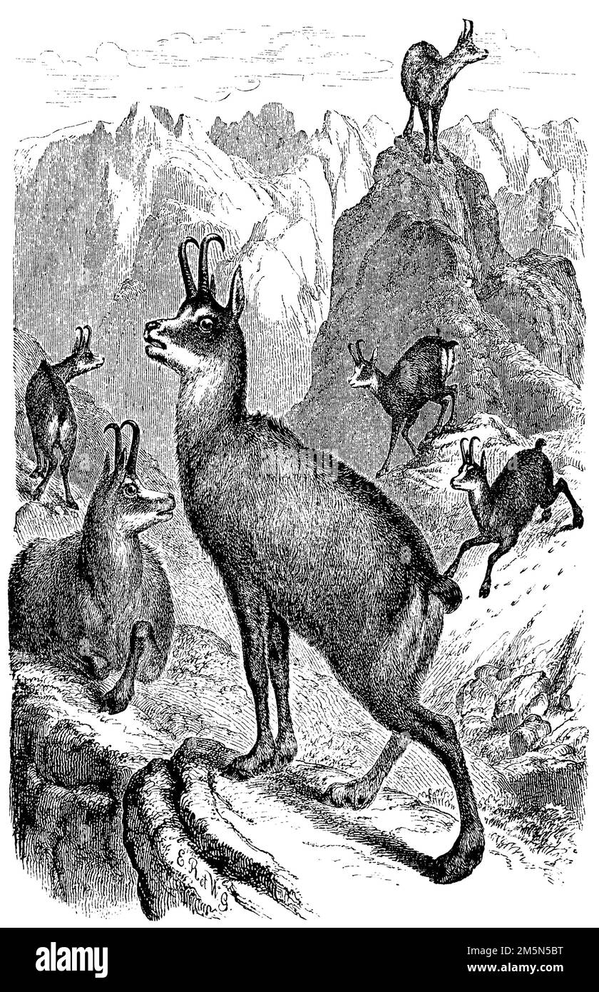 Balkan chamois hires stock photography and images Alamy