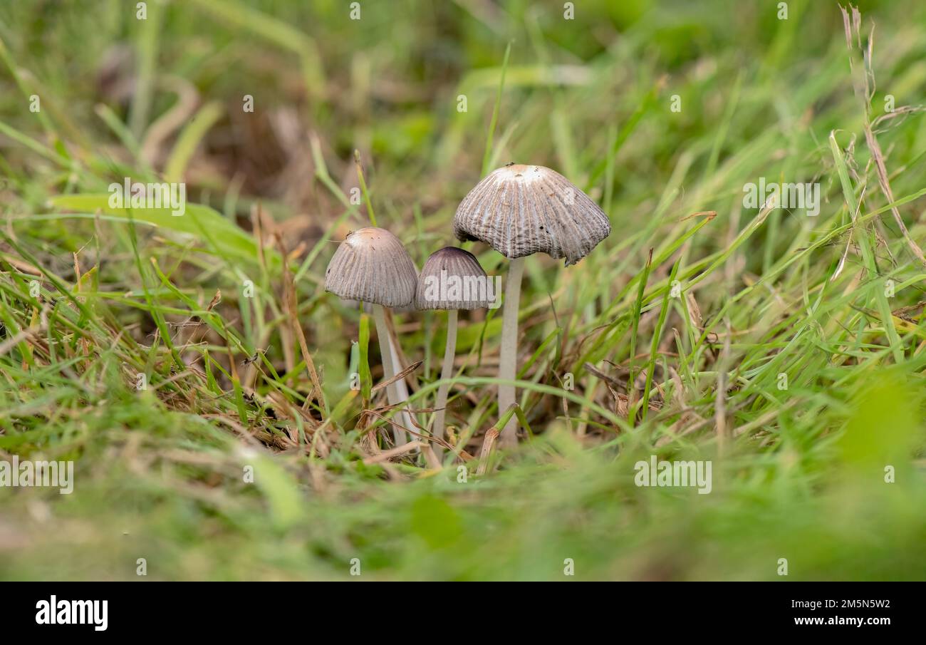 Mushrooms in s field Stock Photo