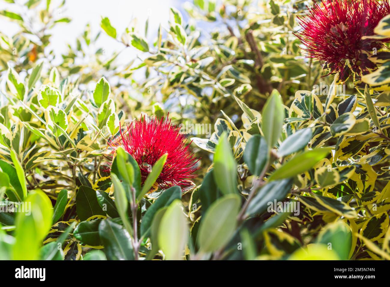 Native new zealander hi res stock photography and images Alamy Native new zealander hi res stock photography and images Alamy