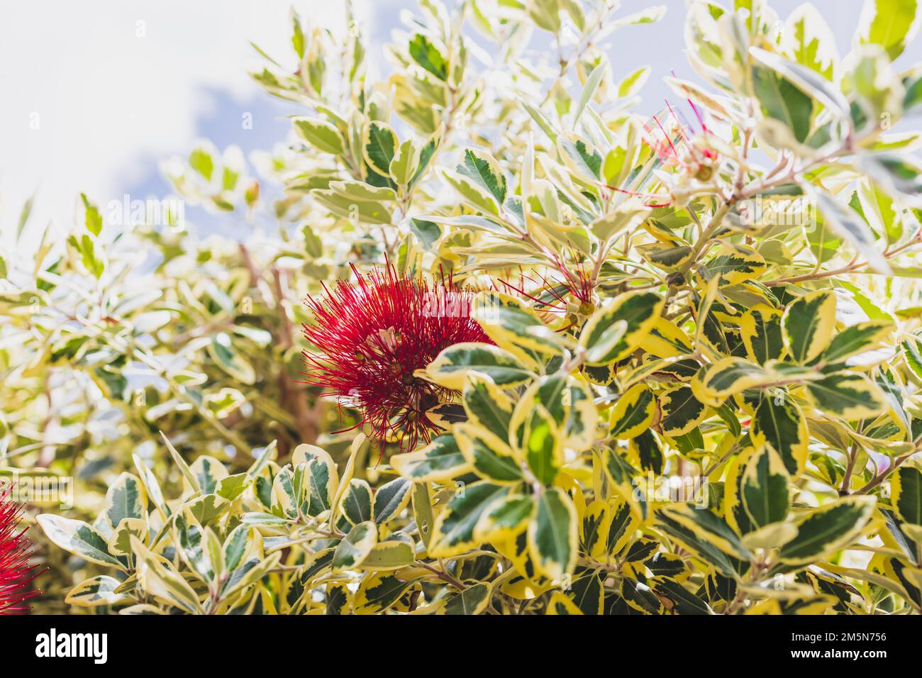 Native new zealander hi res stock photography and images Alamy Native new zealander hi res stock photography and images Alamy