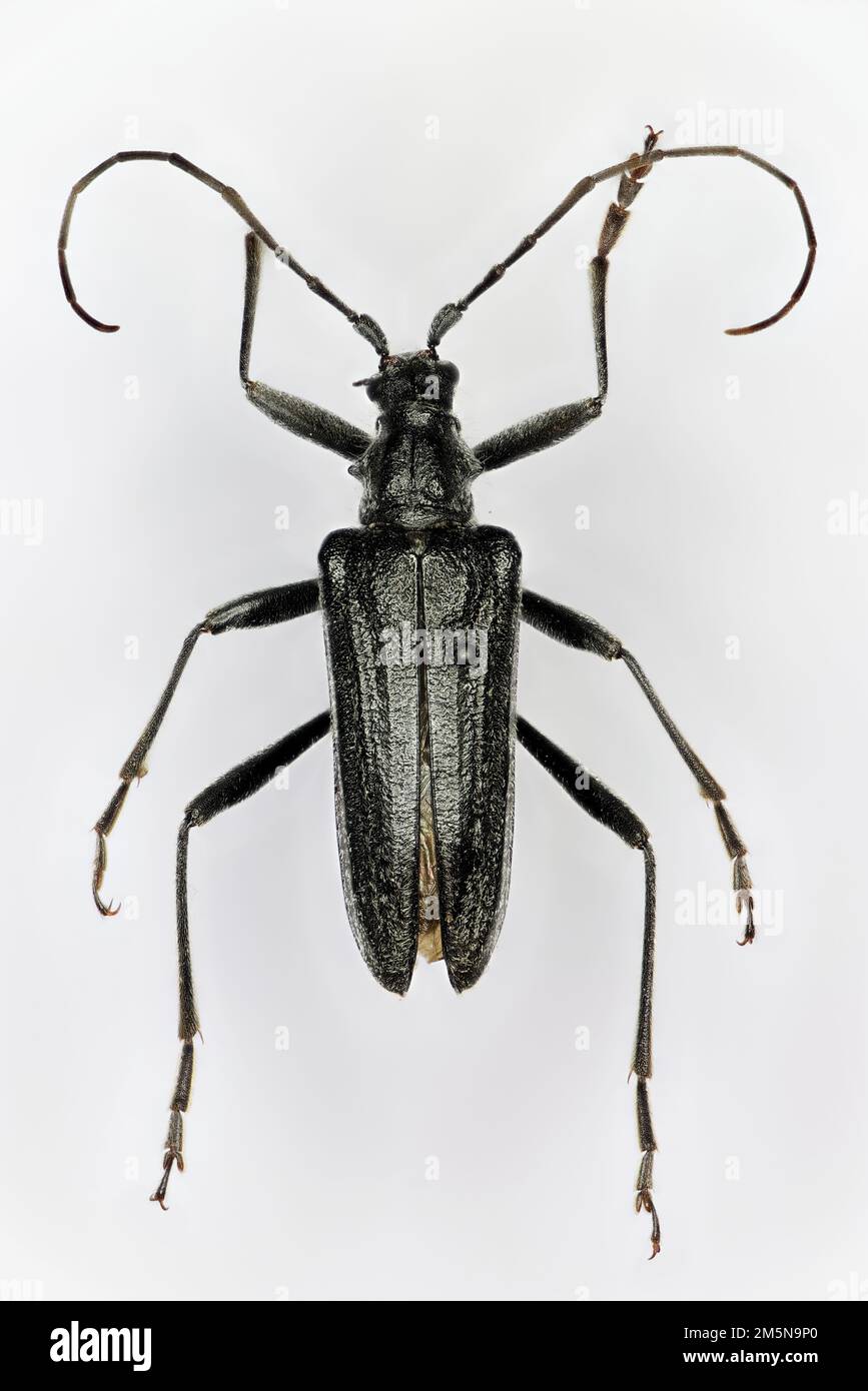Oxymirus cursor) is a species of beetles belonging to the family Cerambycidae. Stock Photo