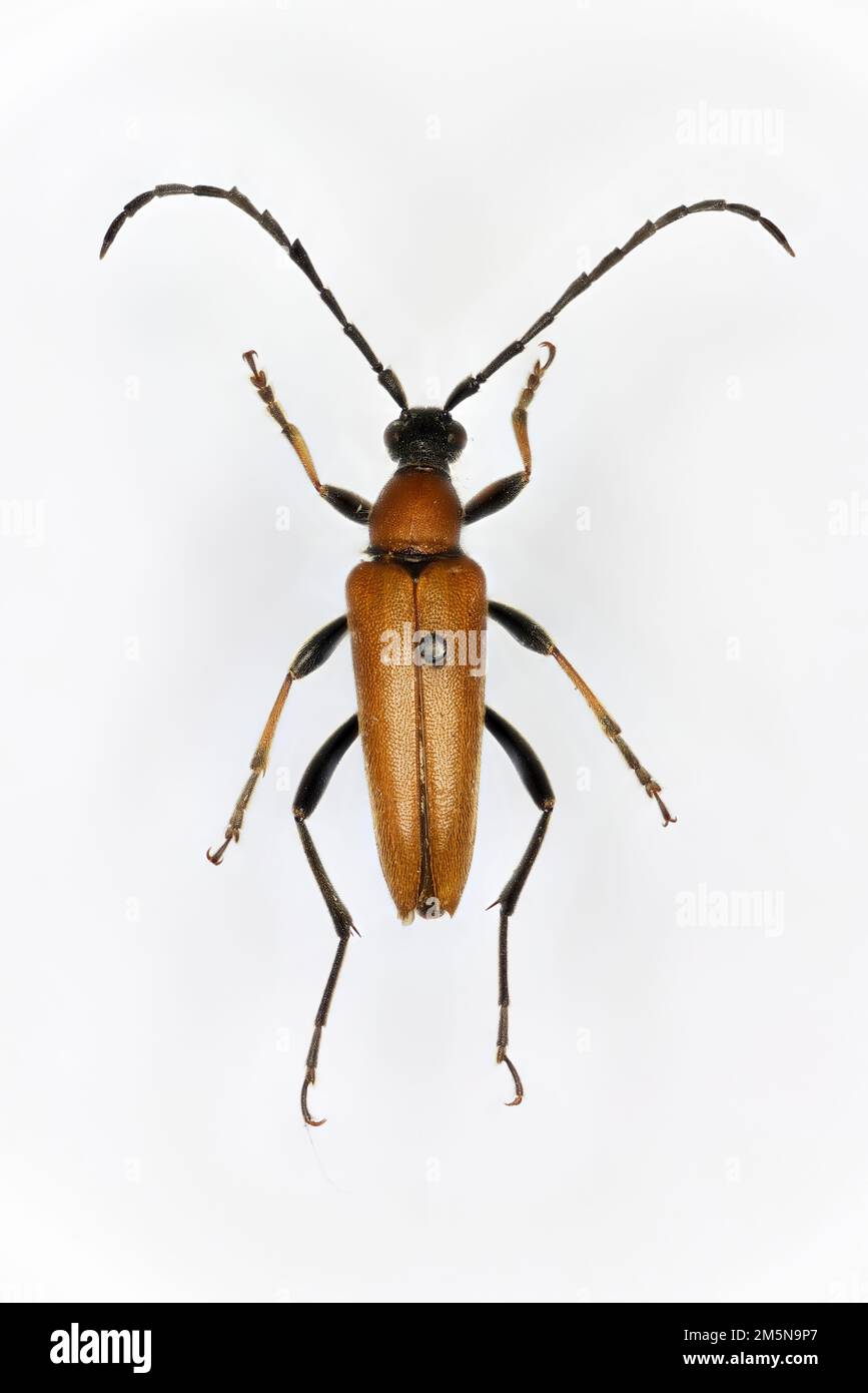 Red-brown Longhorn Beetle (Anoplodera rubra) is a species of beetles belonging to the family Cerambycidae. Stock Photo
