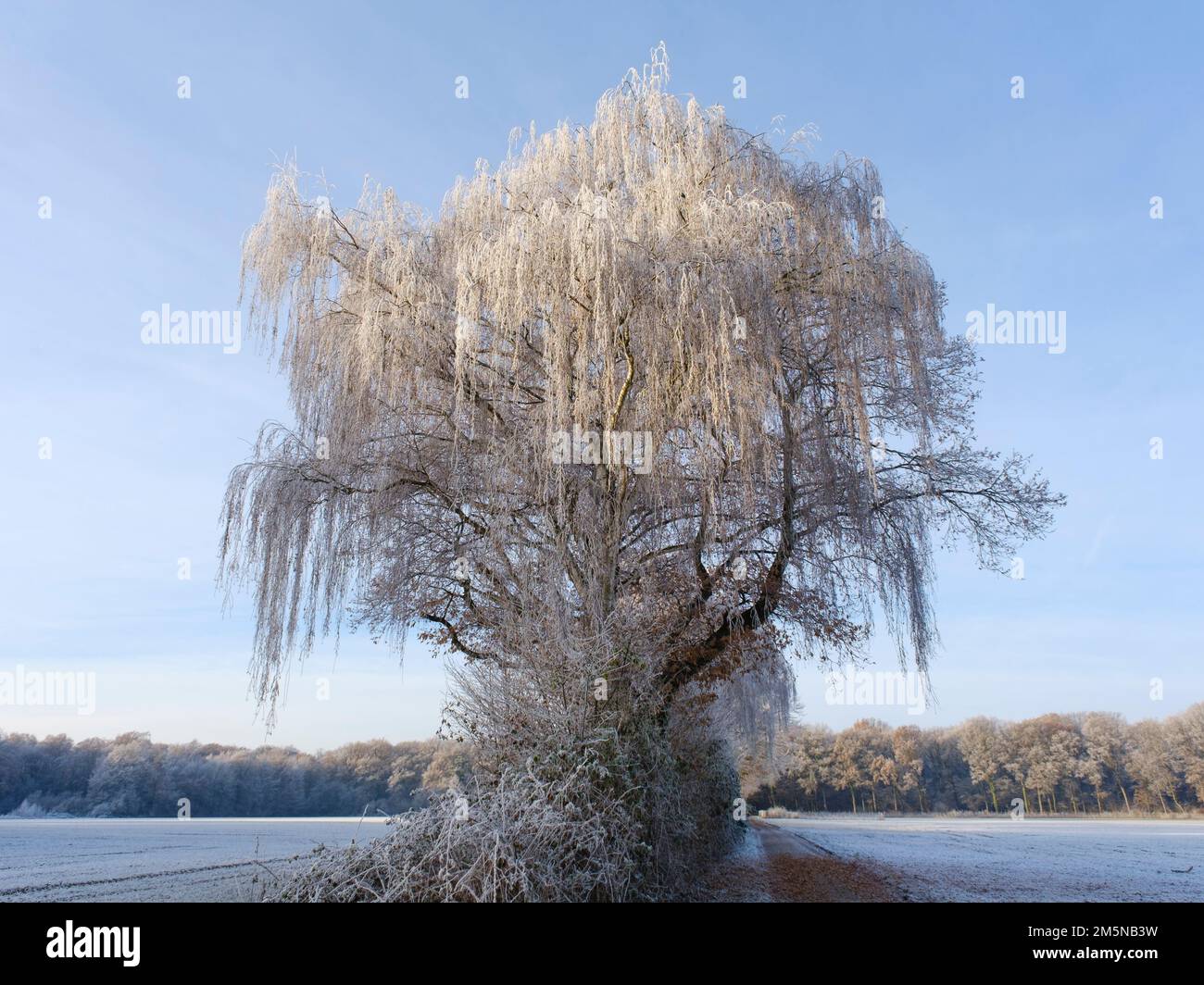 Tree with white frost Stock Photo