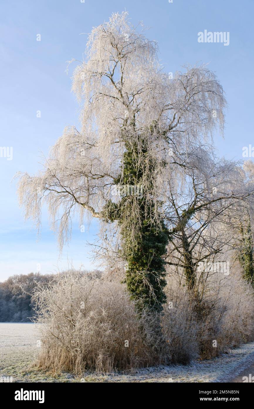 Tree with white frost Stock Photo
