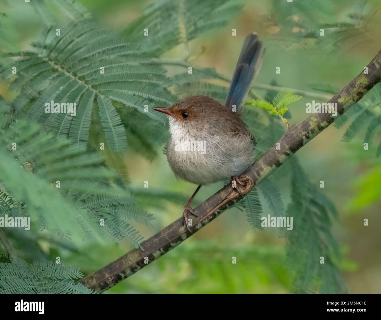The Superb Fairy-wren (Malurus cyaneus) is found in open eucalypt woodland forests of south-eastern Australia. Female bird on a shrub Stock Photo