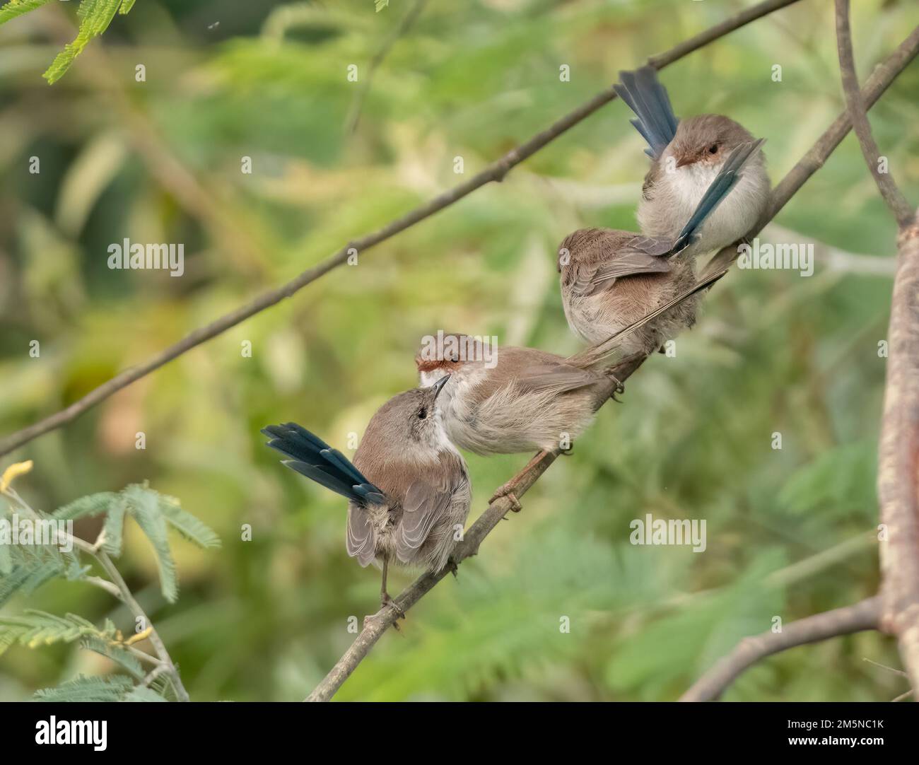 A group of superb fairy wrens perching on a small branch in the woodlands. can be found in open eucalypt woodland forests of south-eastern Australia. Stock Photo