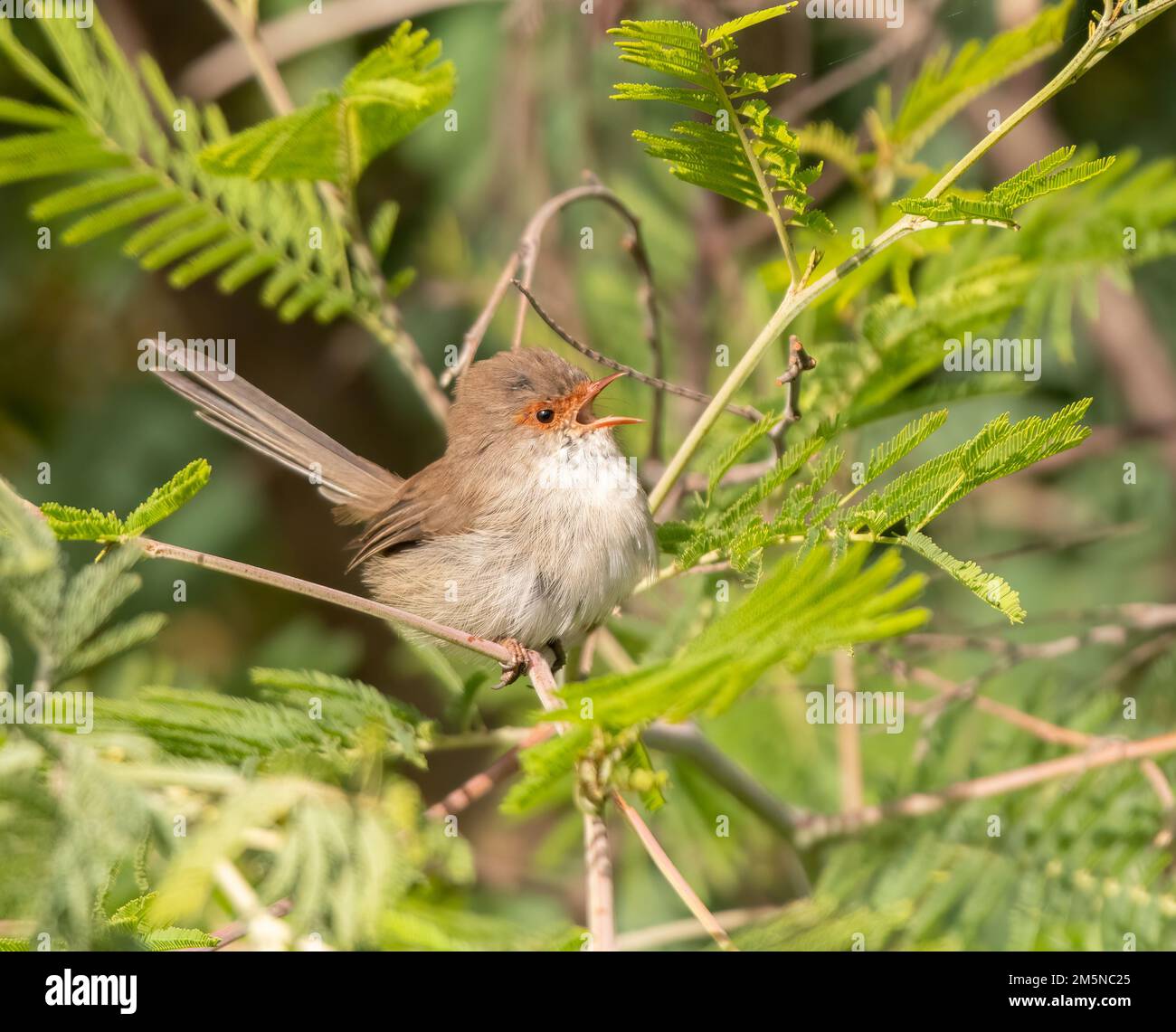 The Superb Fairy-wren (Malurus cyaneus) is found in open eucalypt woodland forests of south-eastern Australia. Female bird amongst the shrubs calling. Stock Photo