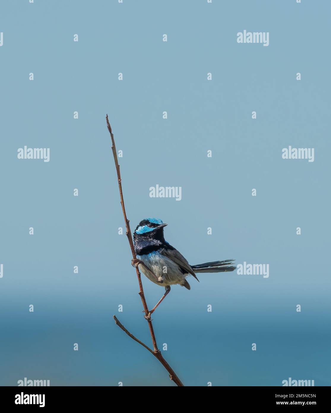 Male superb fairy wren in breading colours perched on a small branch with  an isolated blue sky with copy space for text. Stock Photo