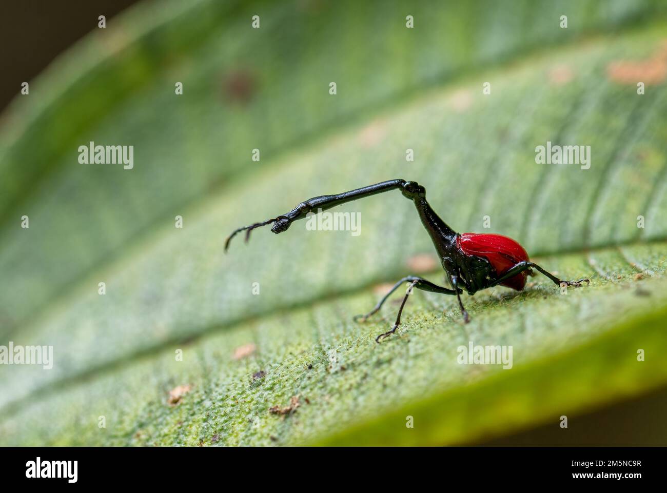 Giraffe-necked weevil - Trachelophorus giraffa, beautiful red iconic