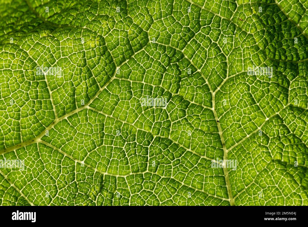 close up macro leaf in detail Stock Photo