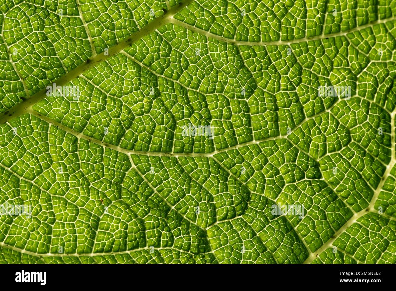 close up macro leaf in detail Stock Photo