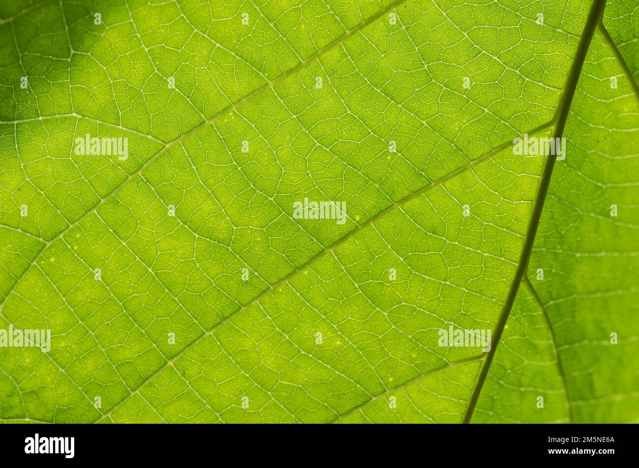 Natural leaf patterns hi-res stock photography and images - Alamy