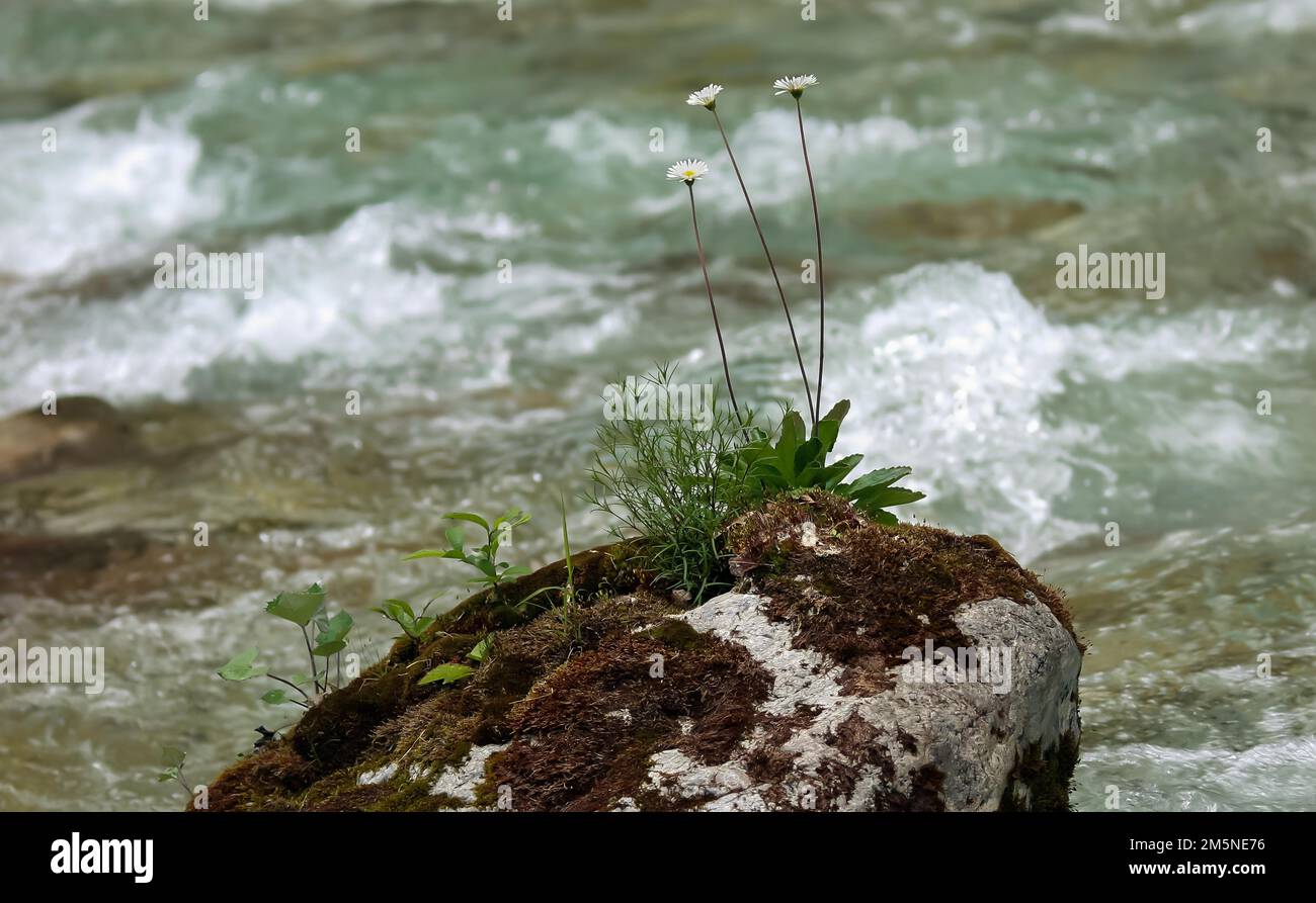 Flowers on a rock in a stream Stock Photo - Alamy