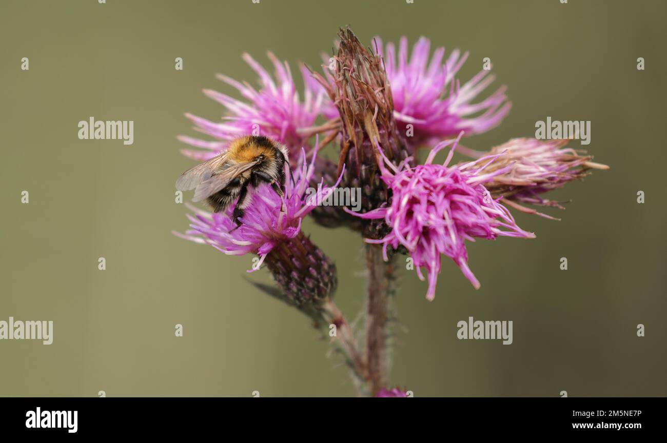 Bumblebee (Bombus) on Diestel Stock Photo
