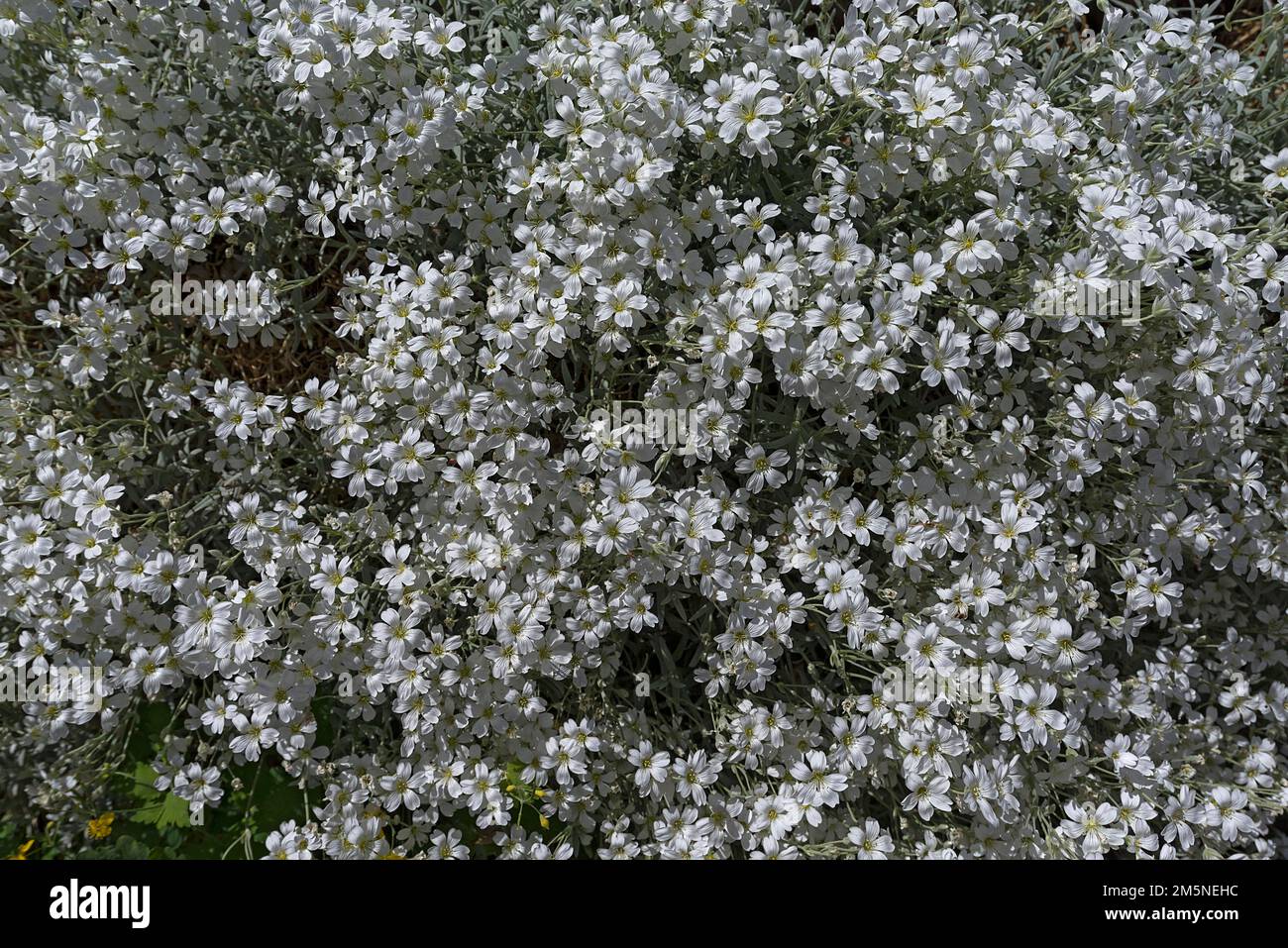 Flowering hornwort (Cerastium tomentosum), Bavaria, Germany Stock Photo