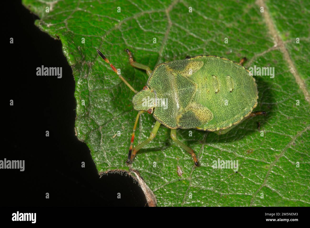 Green stink bug (Paloma prasina) in the fifth larval stage on a leaf, Baden-Wuerttemberg, Germany Stock Photo