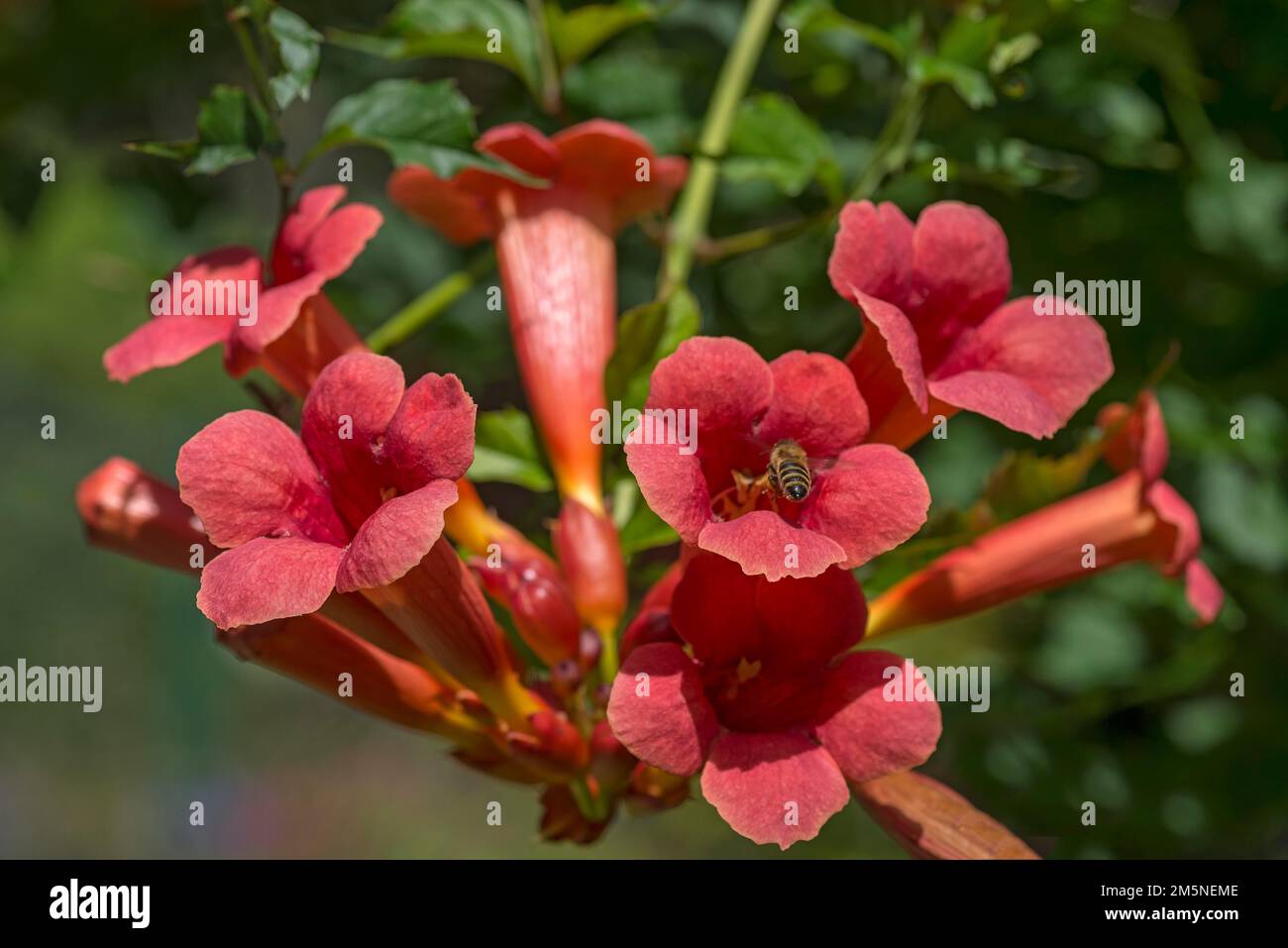 Flowers of a trumpet creeper (Campsis), Bavaria, Germany Stock Photo