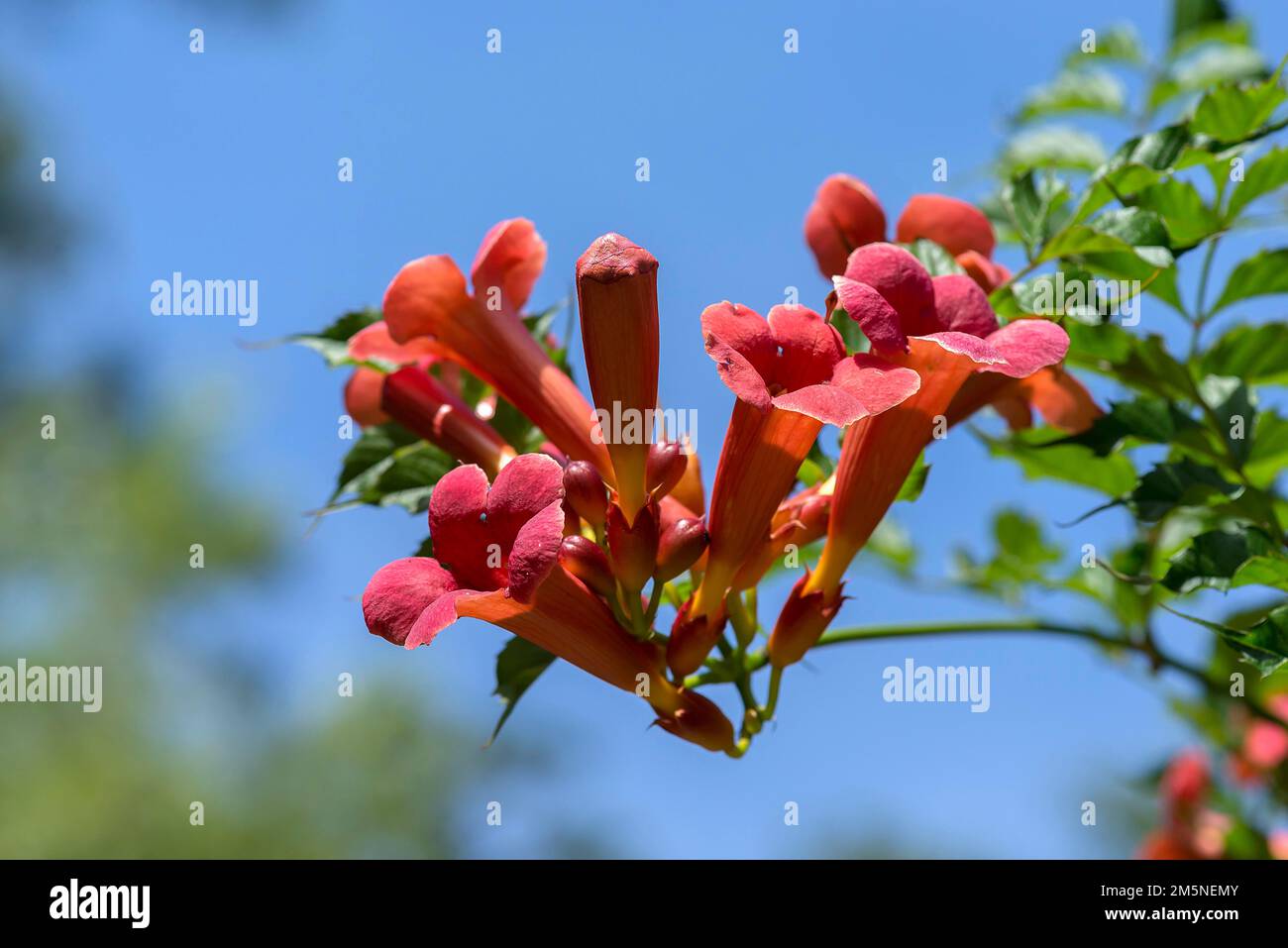 Blossoms of a trumpet creeper (Campsis), blue sky, Bavaria, Germany Stock Photo