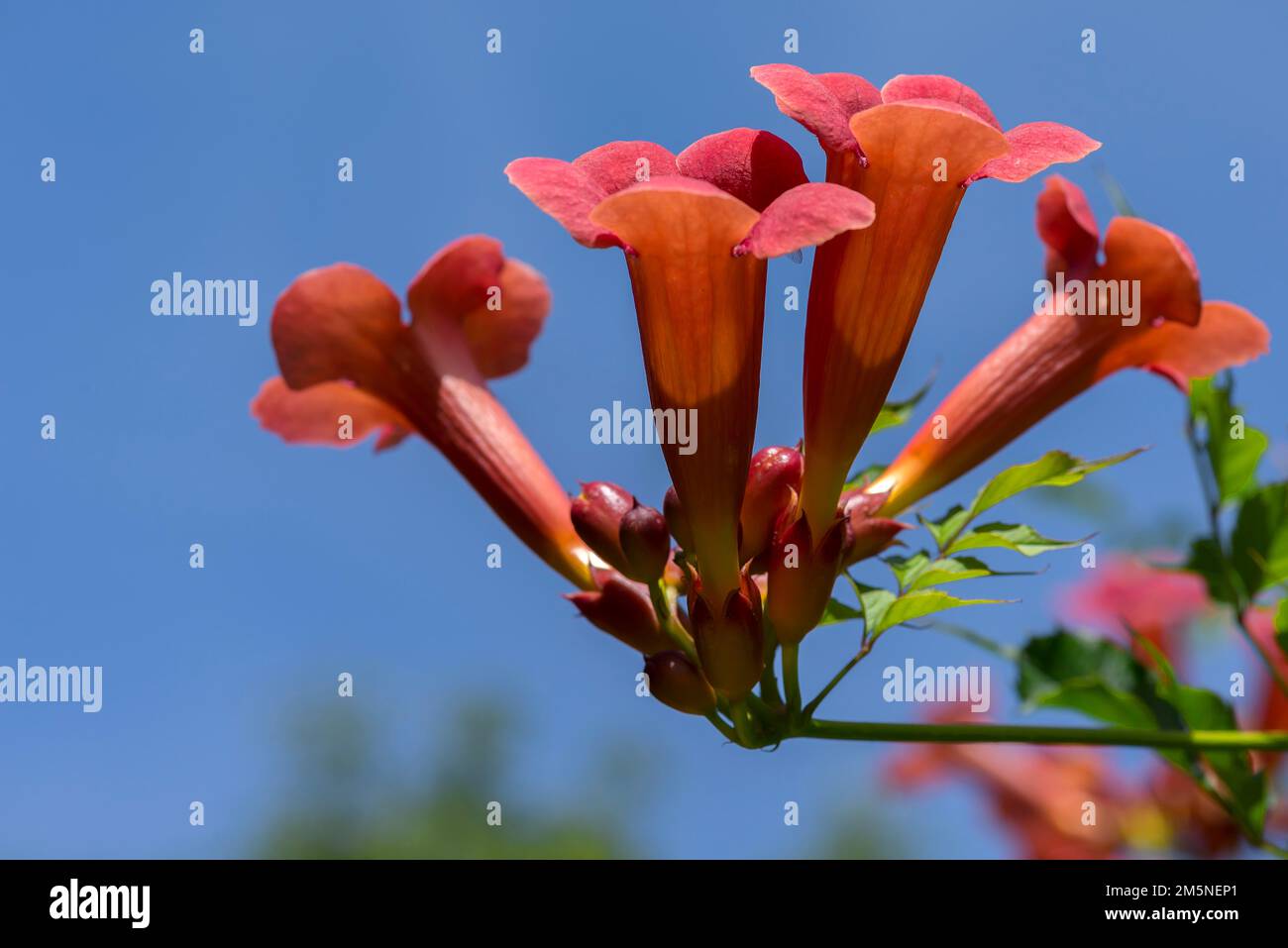 Blossoms of a trumpet creeper (Campsis), blue sky, Bavaria, Germany Stock Photo