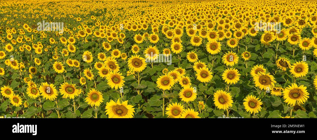 Sunflower (Helianthus annuus) field, Franconia, Bavaria, Germany Stock Photo