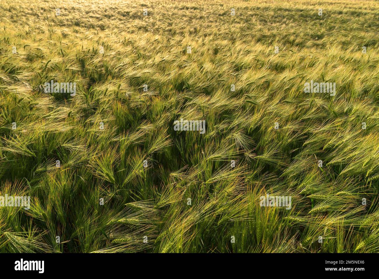 Barley (Hordeum) field in the evening light, Mecklenburg-Western Pomerania, Germany Stock Photo