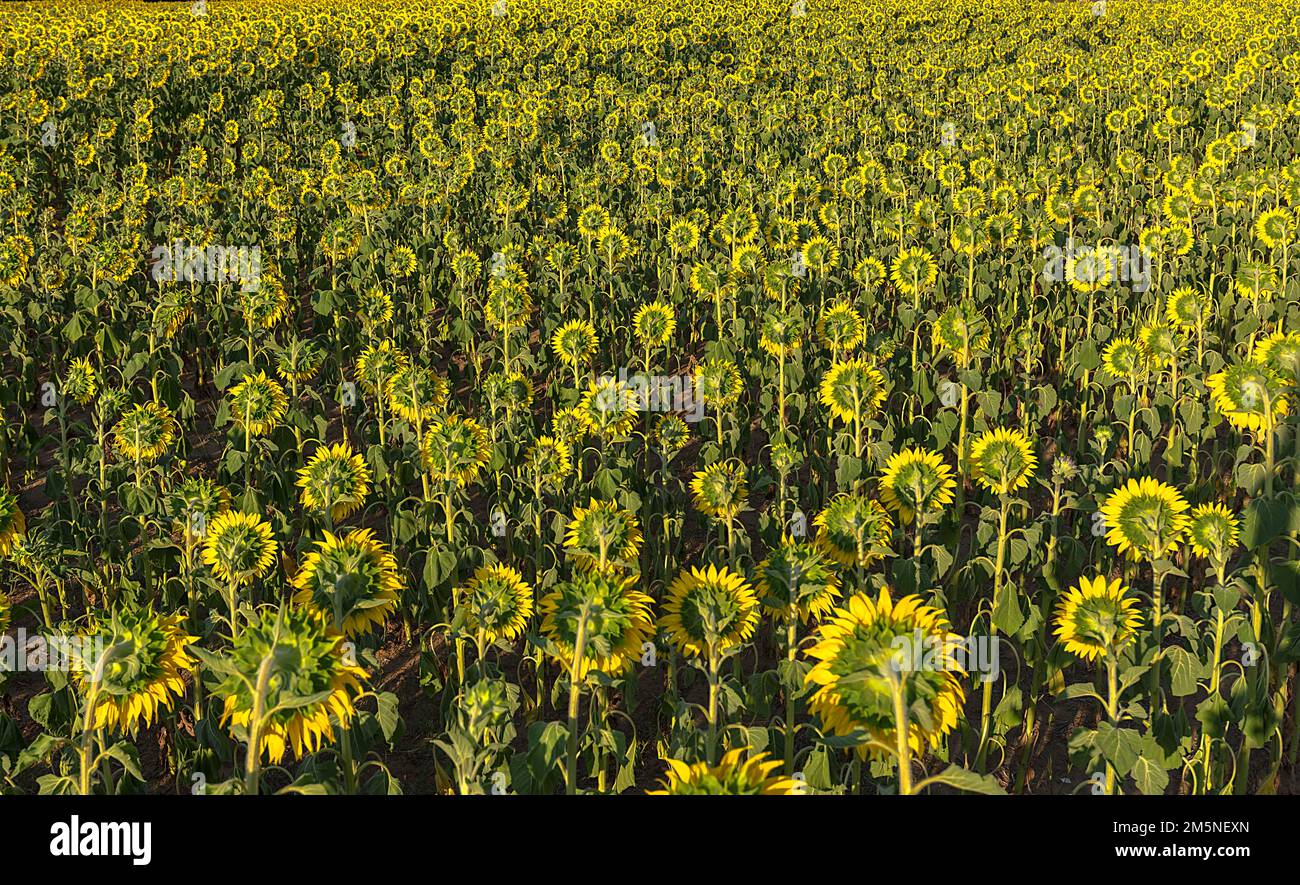 Sunflower (Helianthus annuus) field averted by the sun, Bavaria, Germany Stock Photo