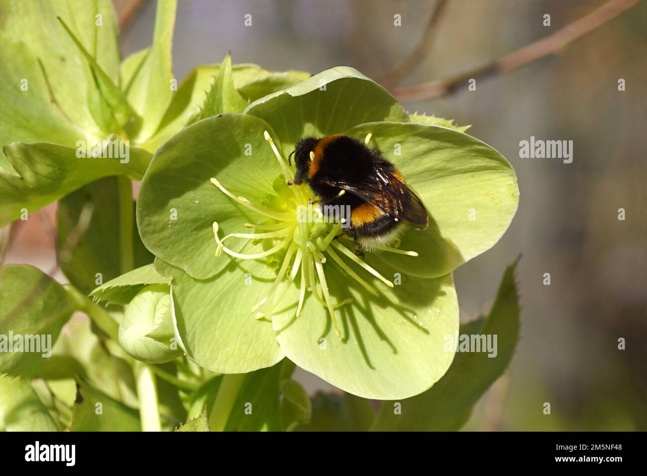 Bumblebee species in the Bombus lucorum-complex on a flowering helleborus, buttercup or crowfoot family (Ranunculaceae). Spring, Netherlands, March Stock Photo