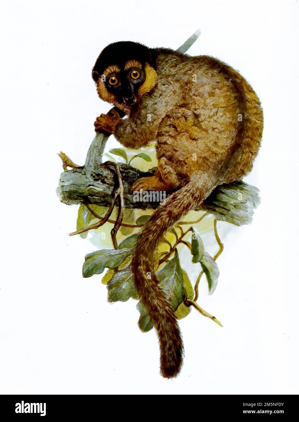 Braune Maki, Eulemur fulvus, Primatenart aus der Familie der Gewöhnlichen Makis, Historisch, digital restaurierte Reproduktion einer Originalvorlage aus dem 19. Jahrhundert, genaues Originaldatum nicht bekannt  /  Brown maki, Eulemur fulvus, primate species from the common maki family, Historic, digitally restored reproduction of an original 19th century model, exact original date not known Stock Photo