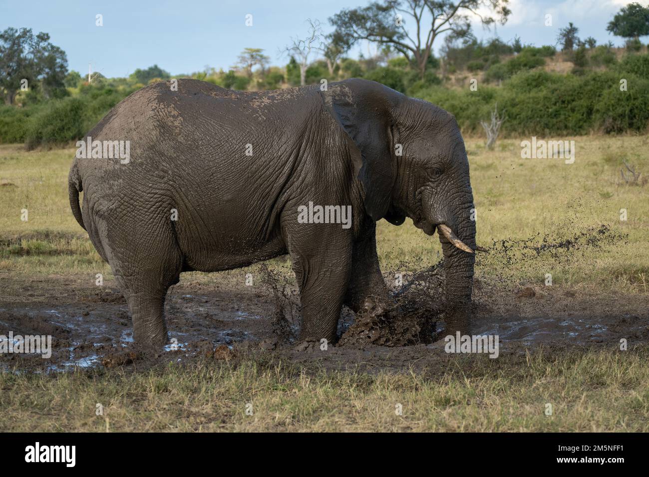 African elephant stands splashing muddy water around Stock Photo - Alamy
