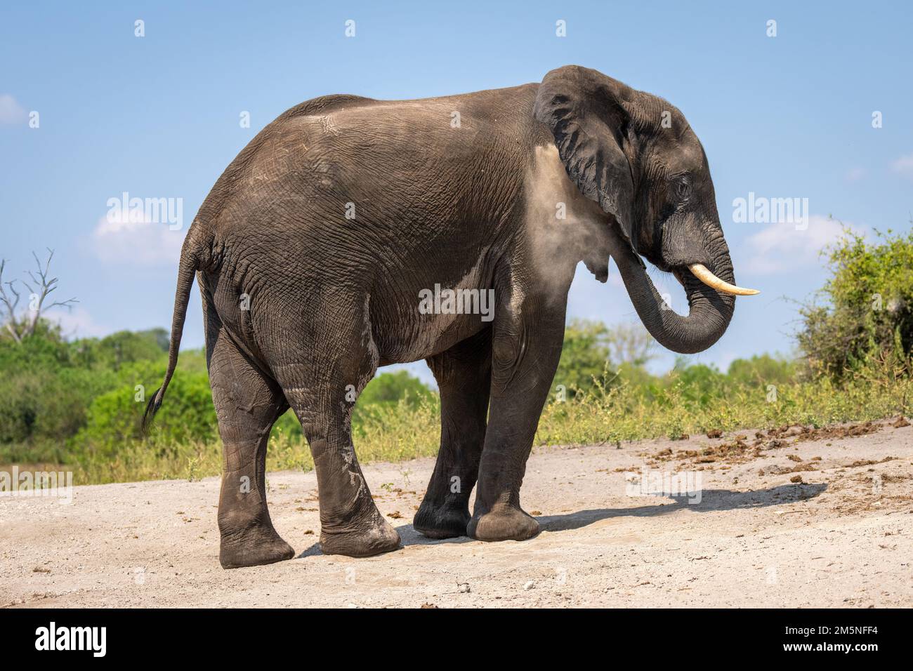 African elephant stands throwing sand over itself Stock Photo Alamy