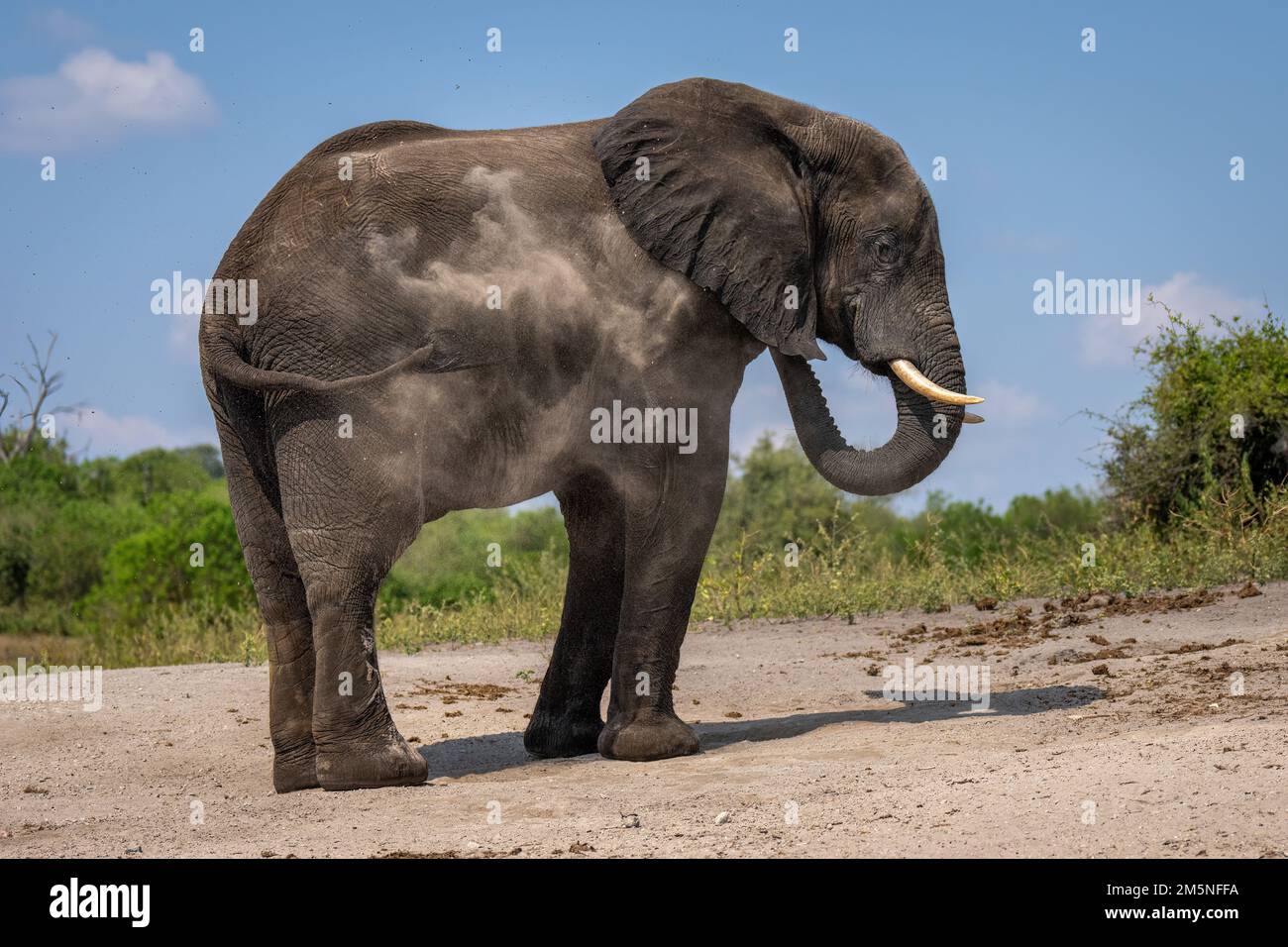African elephant stands throwing sand over body Stock Photo - Alamy
