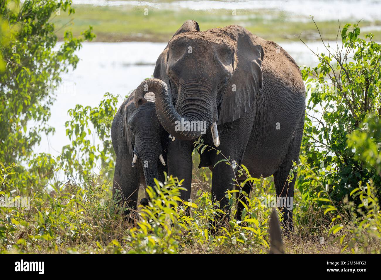 African elephant stands with calf in bushes Stock Photo - Alamy