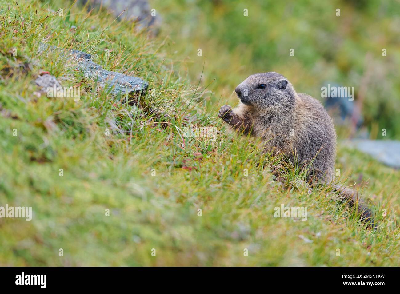 Alpenmurmeltier, Marmota marmota, Alpine Marmot Stock Photo