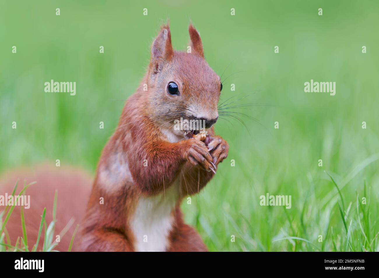 Eurasisches Eichhoernchen, Sciurus vulgaris, Eurasian red squirrel Stock Photo