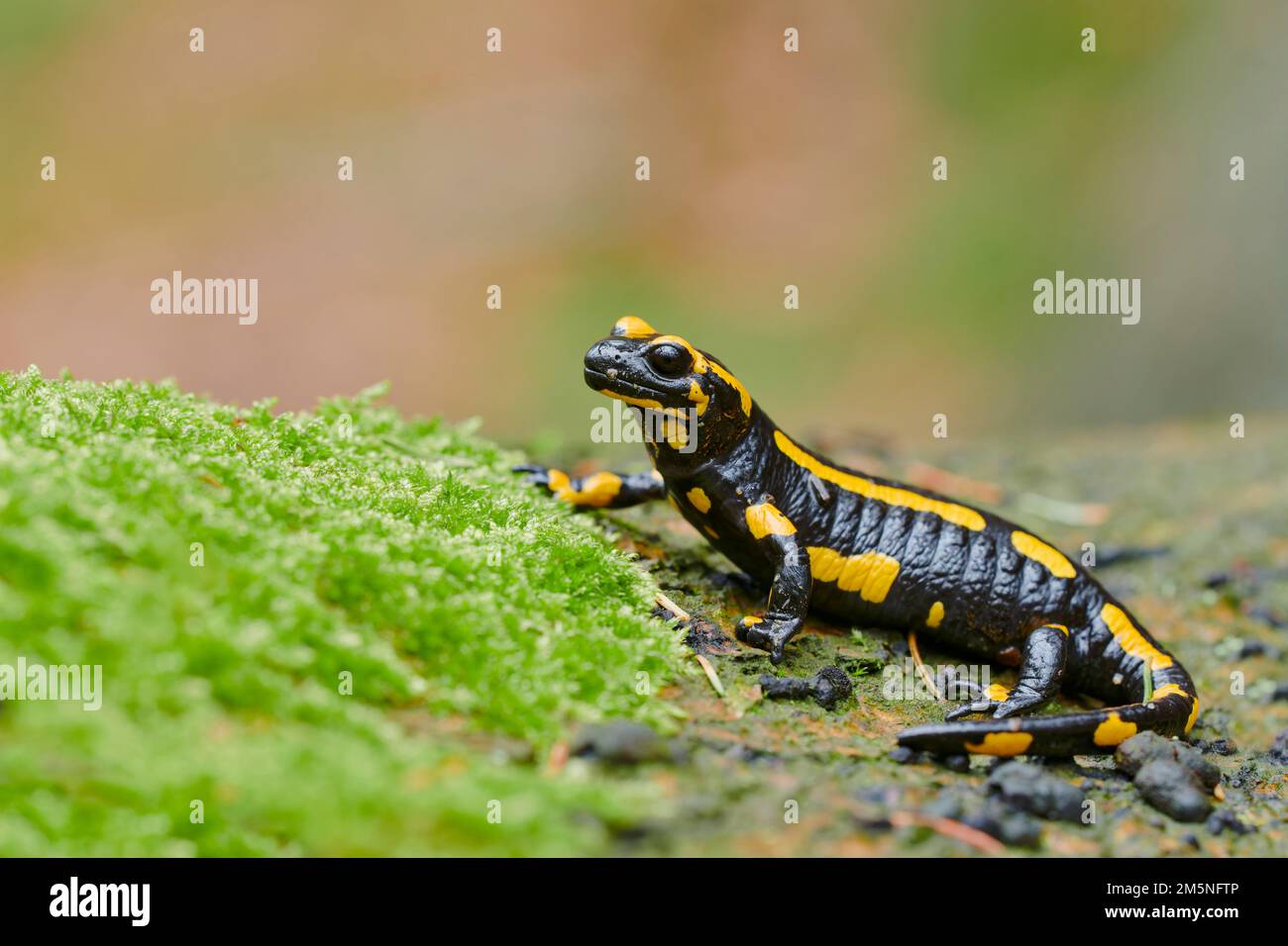 Feuersalamander, Salamandra salamandra, european fire salamander Stock