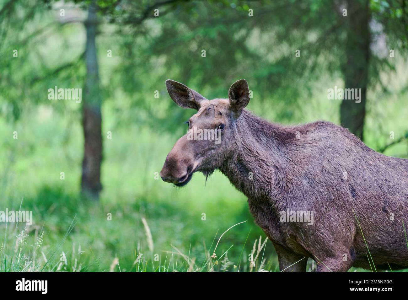 Europaeischer Elch, Alces alces, European moose Stock Photo