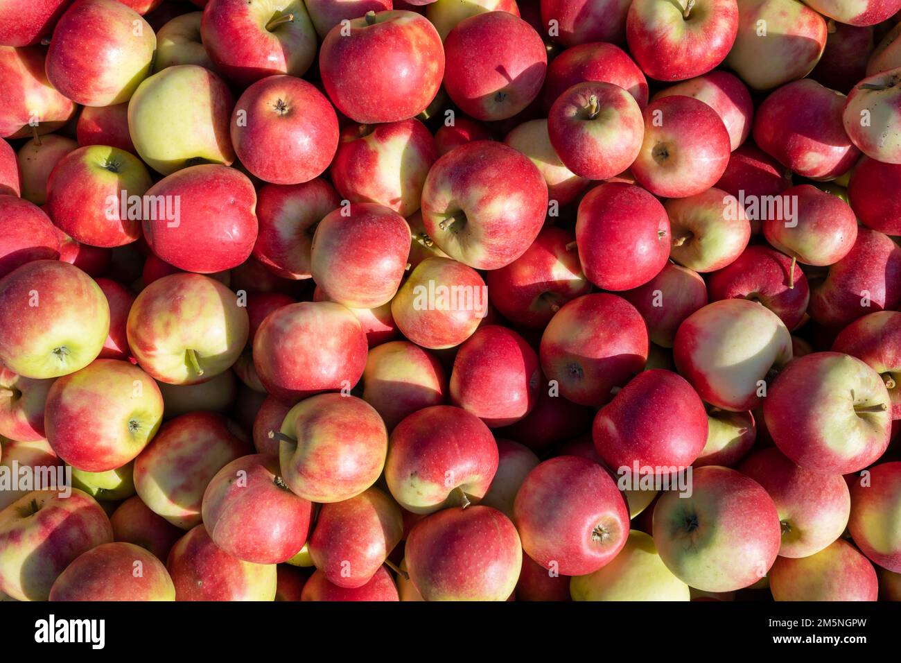 Apples of the Jonagold variety, full-size, Bodman-Ludwigshafen, Constance district, Baden-Wuerttemberg, Germany Stock Photo