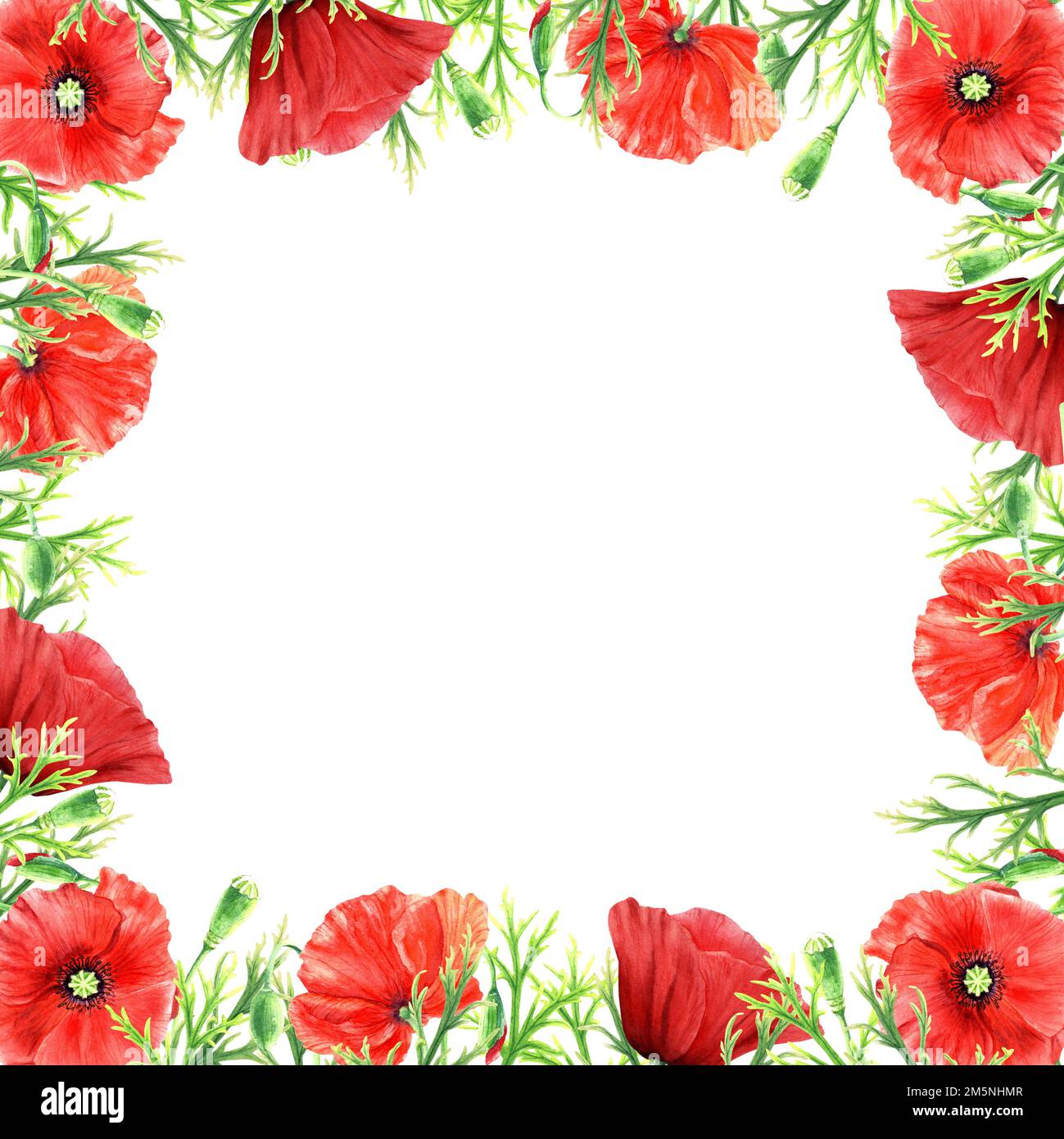 Poppies flower frame, watercolor illustration isolated on white Stock ...