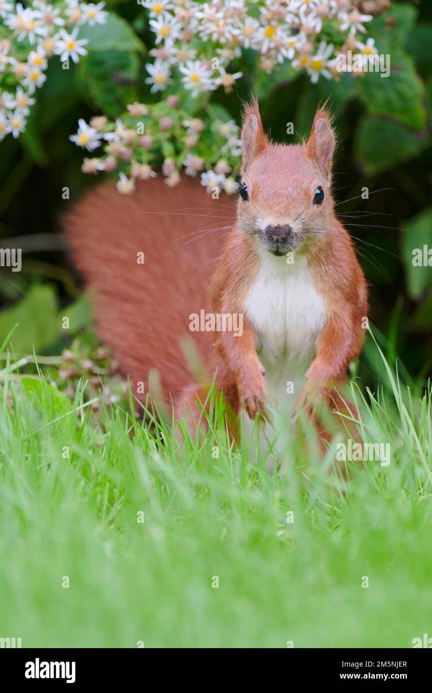 Eurasisches Eichhoernchen, Sciurus vulgaris, Eurasian red squirrel Stock Photo
