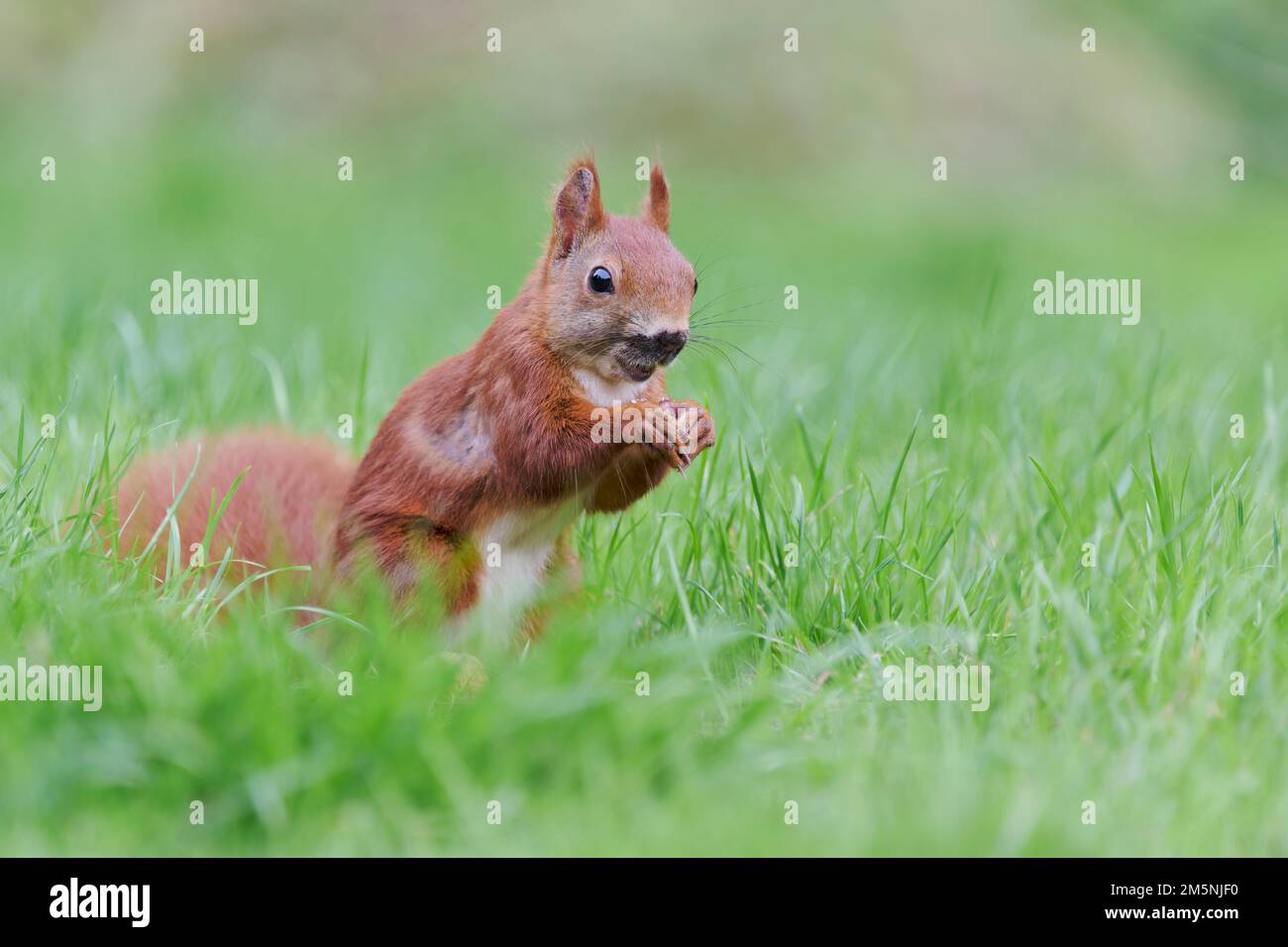 Eurasisches Eichhoernchen, Sciurus vulgaris, Eurasian red squirrel Stock Photo