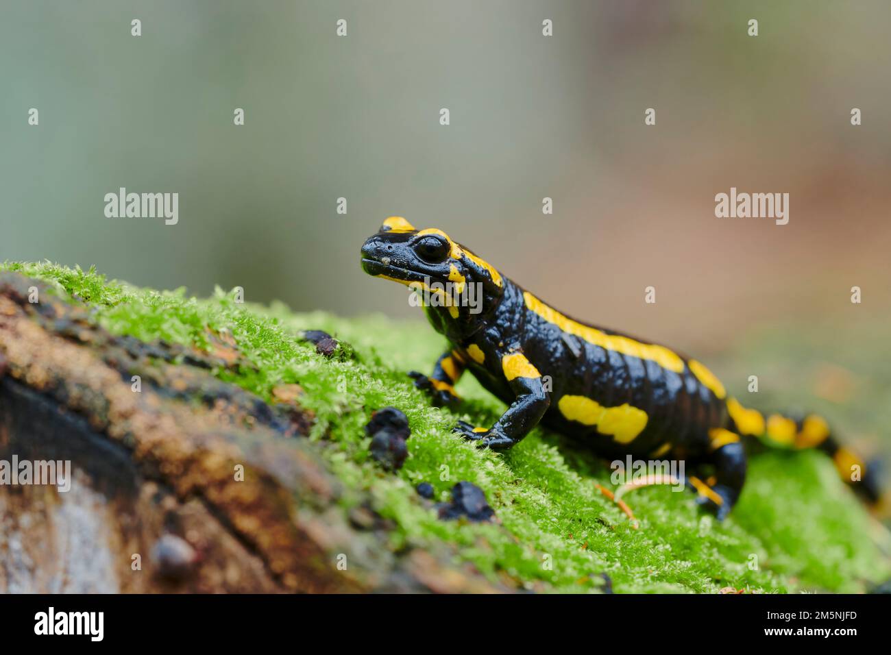 Salamandre tachetée - Salamandra salamandra 