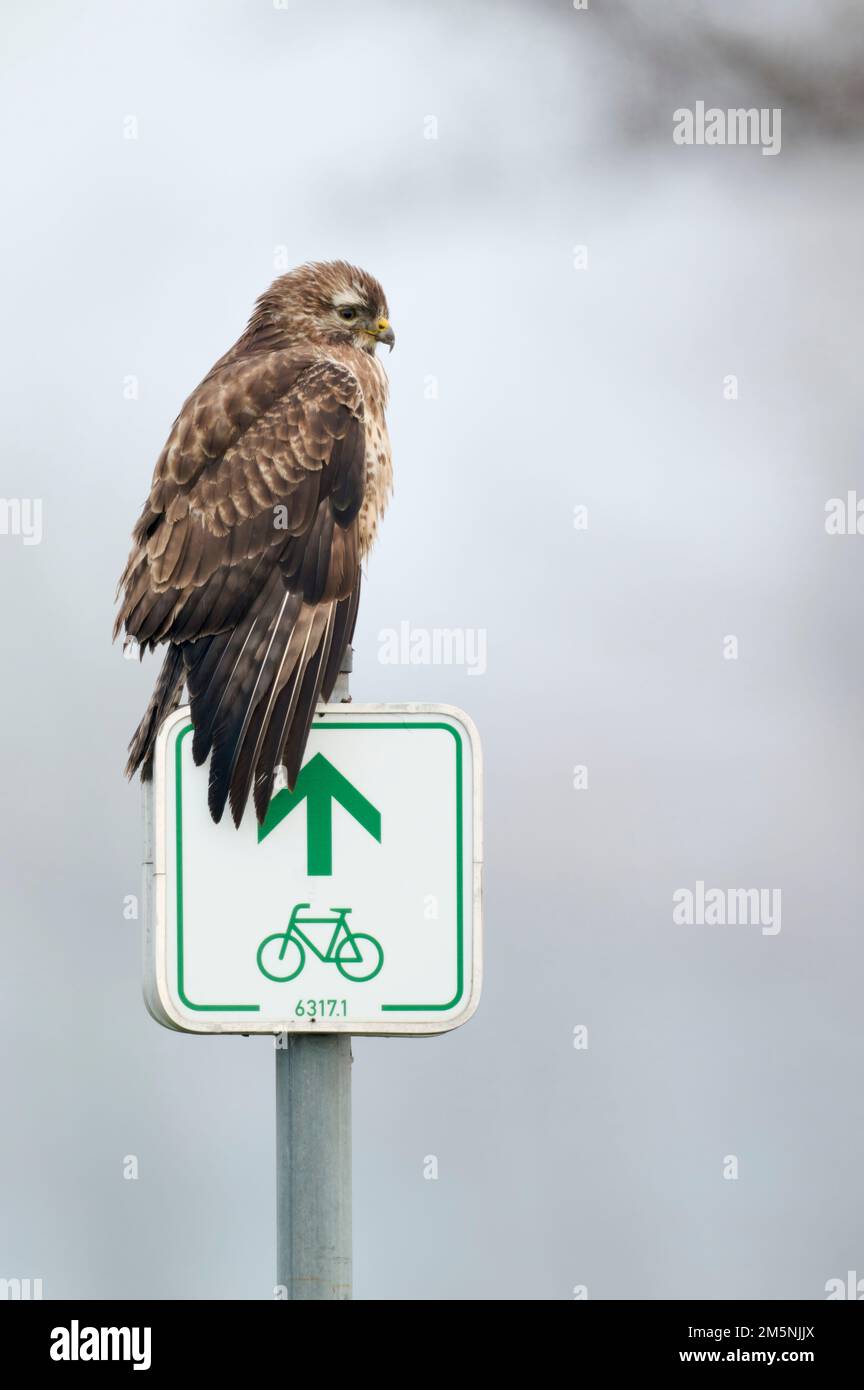 Maeusebussard, Buteo buteo, Common Buzzard Stock Photo