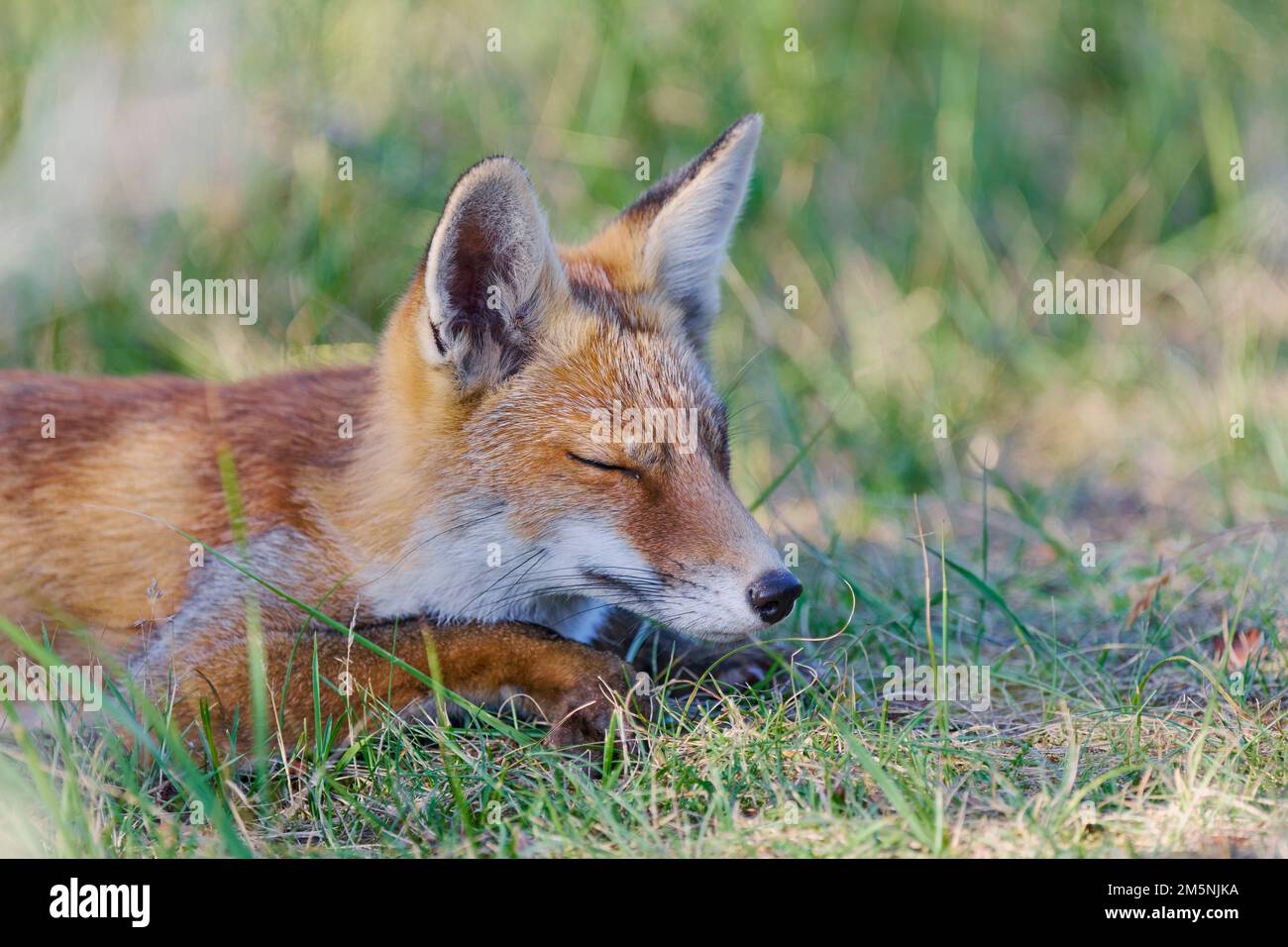 Rotfuchs, Vulpes vulpes, Red Fox Stock Photo