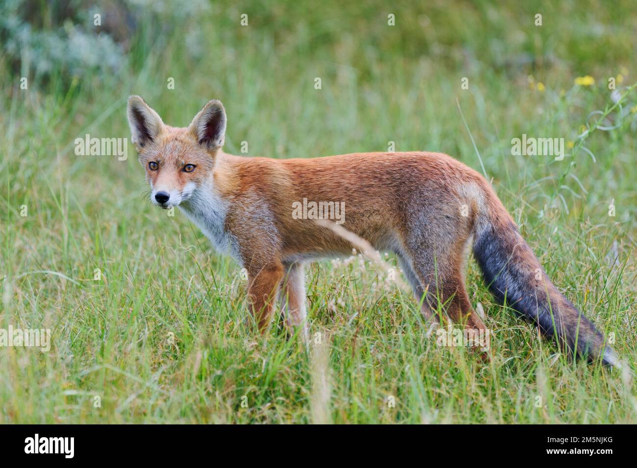 Rotfuchs, Vulpes vulpes, Red Fox Stock Photo