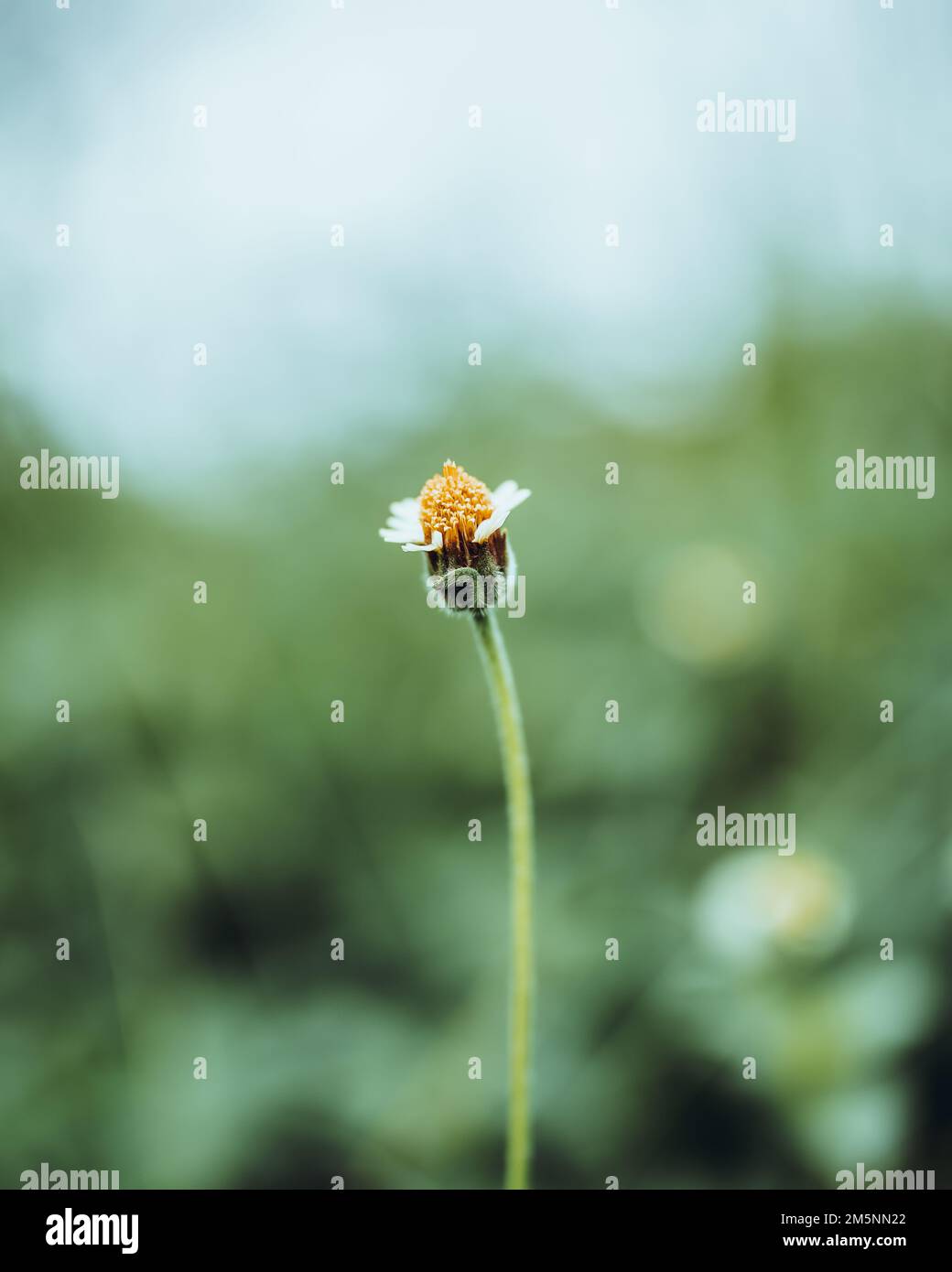 Vector green screen hi-res stock photography and images - Alamy