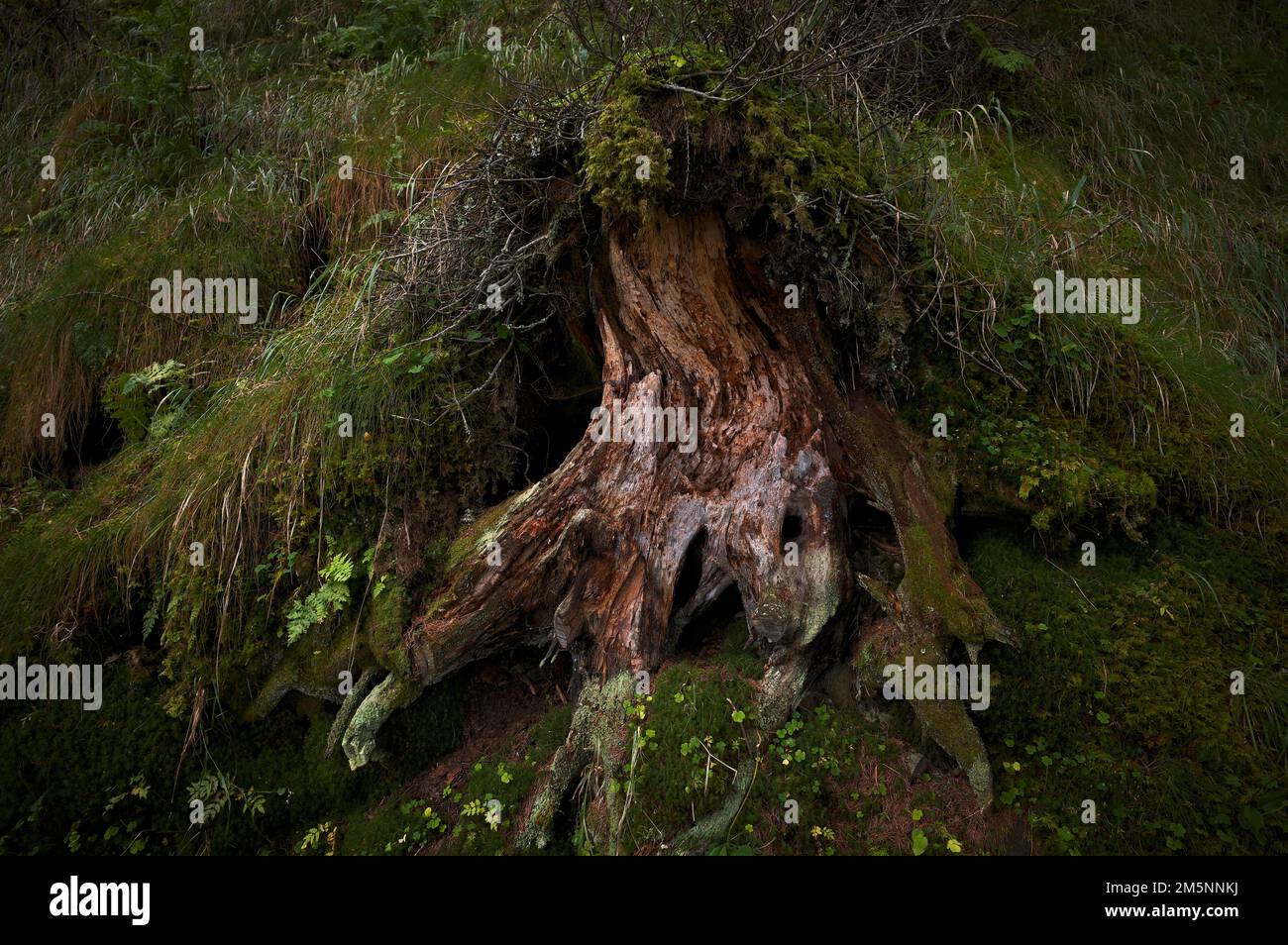 Overgrown root, hiking trail to Autenalm, Elfer, Neustift, Stubai Valley, Tyrol, Austria Stock Photo