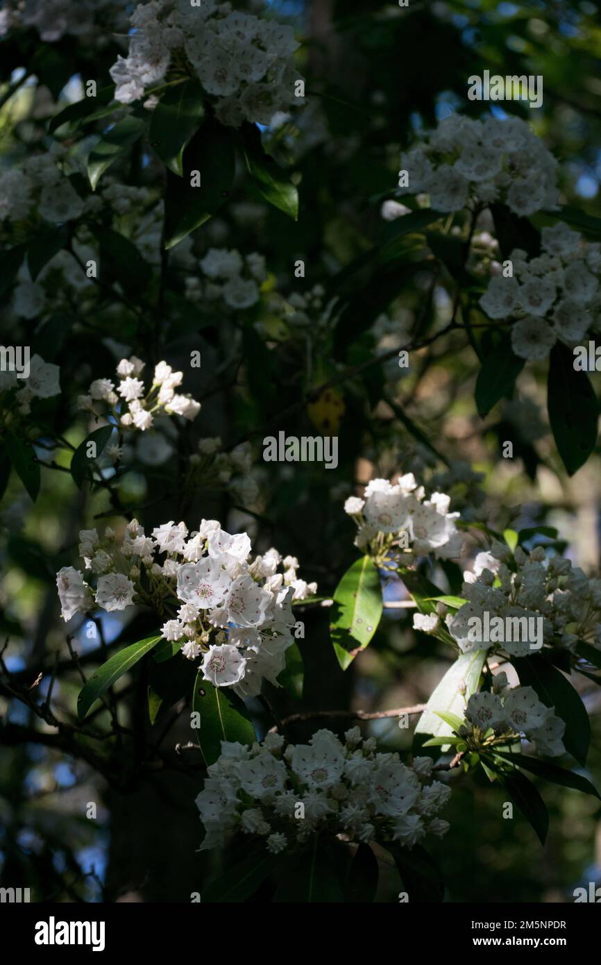 Mountainlaurel growing in the forest in New York during spring Stock