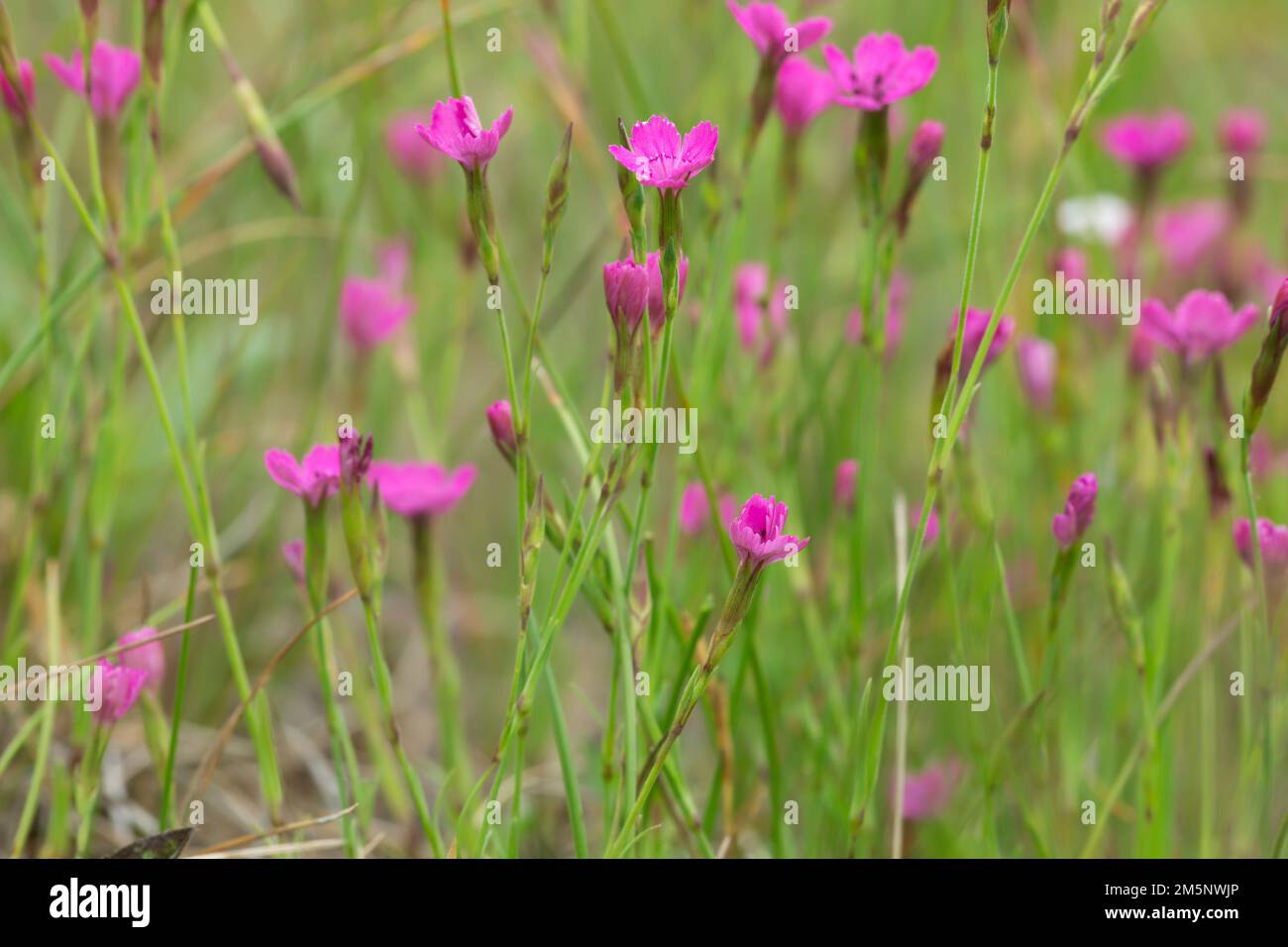 Maiden pink, Dianthus deltoides photographed with shallow depth of field Stock Photo