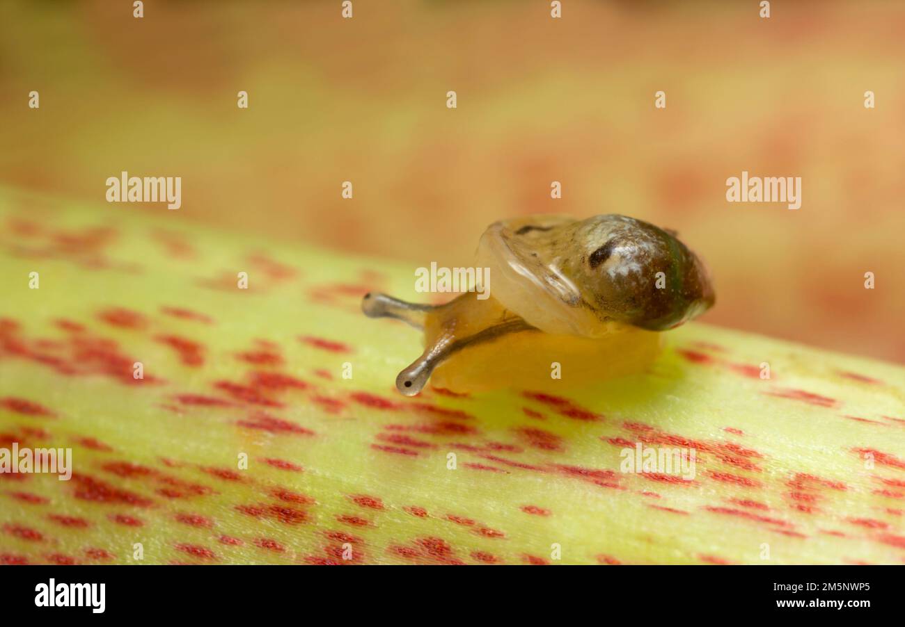 Snail on rhubarb, macro photo Stock Photo